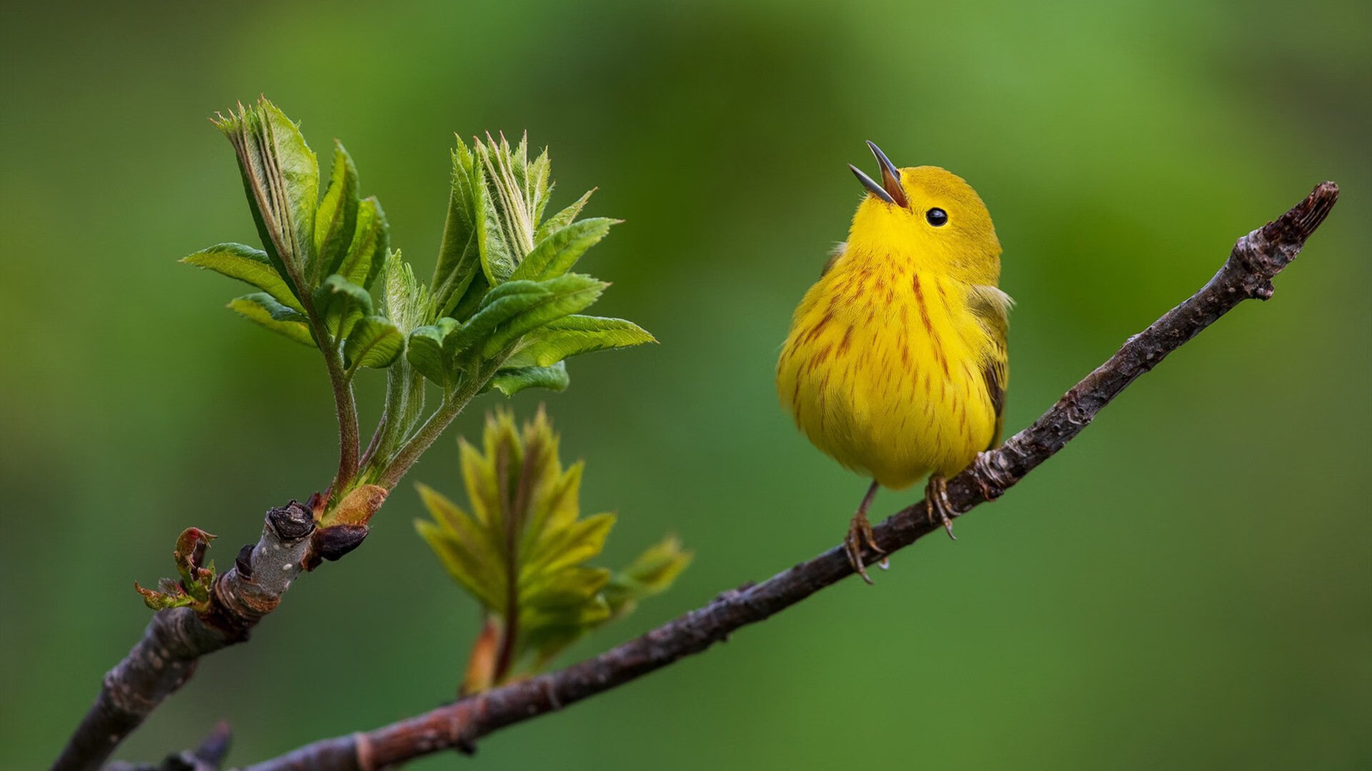 布伦森独舞凤凰城，广厦队客场挑战太阳的战术博弈与精神胜利